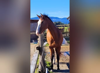 Azteca, Giumenta, 2 Anni, 164 cm, Baio