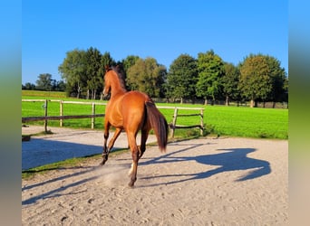 Azteca, Giumenta, 2 Anni, 164 cm, Baio