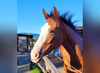 Azteca, Giumenta, 2 Anni, 164 cm, Baio