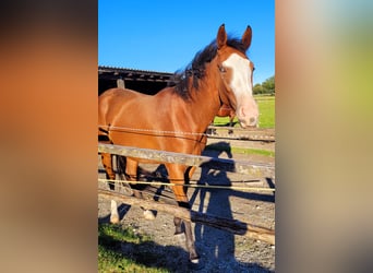 Azteca, Giumenta, 2 Anni, 164 cm, Baio