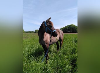 Azteca, Giumenta, 3 Anni, 150 cm, Grullo