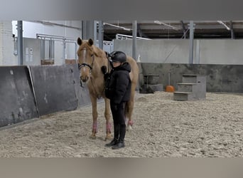 Azteca Mix, Giumenta, 5 Anni, 146 cm, Sauro