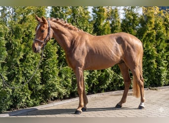 Azteca Mix, Giumenta, 5 Anni, 146 cm, Sauro