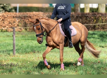 Azteca Mix, Giumenta, 5 Anni, 146 cm, Sauro