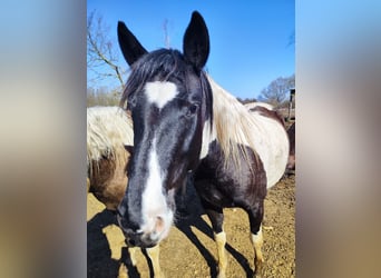 Azteca Mix, Giumenta, 5 Anni, 150 cm, Pezzato