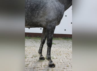 Azteca, Giumenta, 6 Anni, 165 cm, Grigio