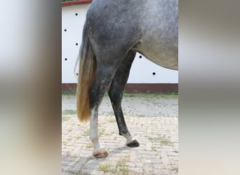 Azteca, Giumenta, 6 Anni, 165 cm, Grigio