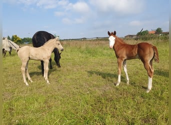 Azteca, Giumenta, Puledri
 (05/2024), 160 cm, Palomino