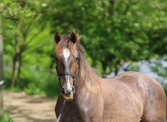 Azteca, Hengst, 1 Jaar, 125 cm, Schimmel