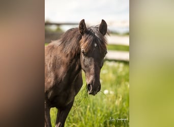 Azteca, Hengst, 1 Jaar, 132 cm, Grullo