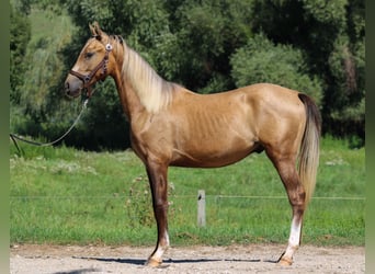 Azteca, Hengst, 1 Jaar, 146 cm, Dunalino