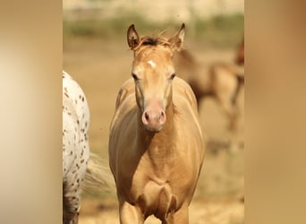 Azteca, Hengst, 1 Jaar, 150 cm, Champagne