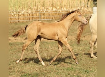 Azteca, Hengst, 1 Jaar, 150 cm, Champagne