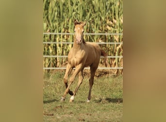 Azteca, Hengst, 1 Jaar, 150 cm, Champagne