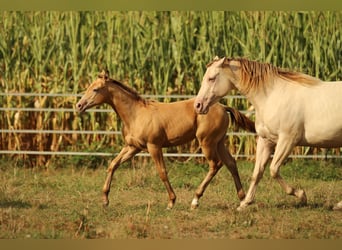 Azteca, Hengst, 1 Jaar, 150 cm, Champagne