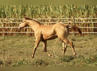 Azteca, Hengst, 1 Jaar, 150 cm, Champagne