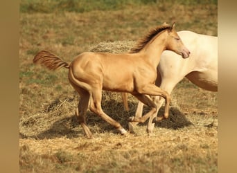 Azteca, Hengst, 1 Jaar, 150 cm, Champagne