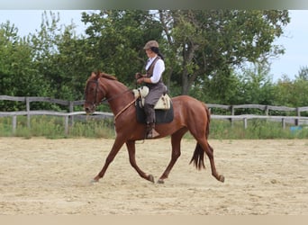 Azteca Mix, Hengst, 1 Jaar, 150 cm, Vos