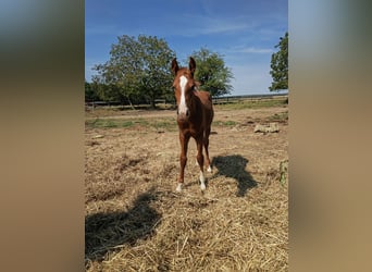 Azteca Mix, Hengst, 1 Jaar, 150 cm, Vos