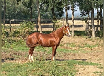 Azteca Mix, Hengst, 1 Jaar, 150 cm, Vos