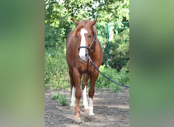 Azteca Mix, Hengst, 1 Jaar, 150 cm, Vos