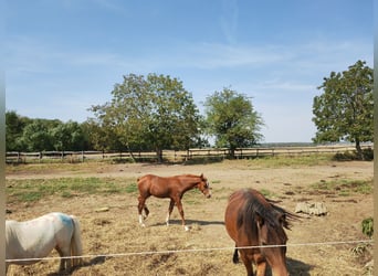 Azteca Mix, Hengst, 1 Jaar, 150 cm, Vos