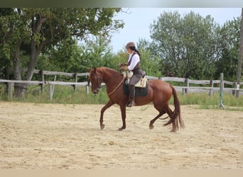 Azteca Mix, Hengst, 1 Jaar, 150 cm, Vos