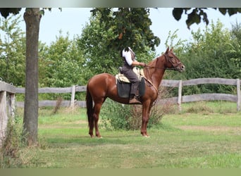 Azteca Mix, Hengst, 1 Jaar, 150 cm, Vos