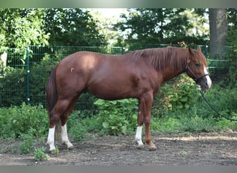 Azteca Mix, Hengst, 1 Jaar, 150 cm, Vos