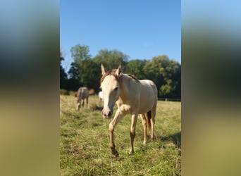 Azteca, Hengst, 1 Jaar, 155 cm, Champagne
