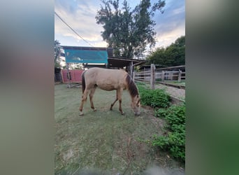 Azteca, Hengst, 1 Jaar, 157 cm, Champagne Azteca, Hengst, 1 Jaar, 157 cm, Champagne