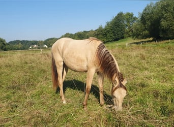 Azteca, Hengst, 1 Jaar, 157 cm, Champagne Azteca, Hengst, 1 Jaar, 157 cm, Champagne
