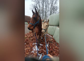 Azteca, Hengst, 1 Jaar, 158 cm, Bruin