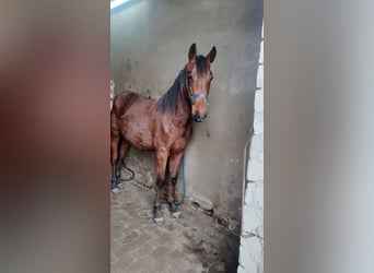 Azteca, Hengst, 1 Jaar, 158 cm, Bruin