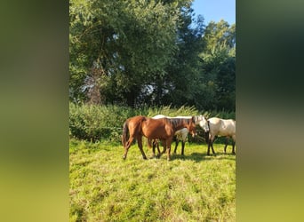 Azteca, Hengst, 1 Jaar, 158 cm, Bruin