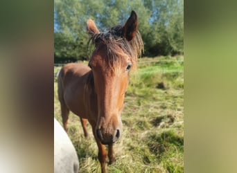 Azteca, Hengst, 1 Jaar, 158 cm, Bruin