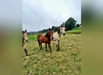 Azteca, Hengst, 1 Jaar, 158 cm, Bruin