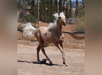 Azteca, Hengst, 1 Jaar, 158 cm, Palomino