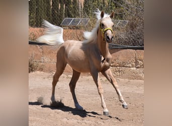 Azteca, Hengst, 1 Jaar, 158 cm, Palomino