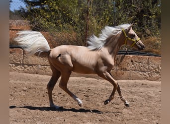 Azteca, Hengst, 1 Jaar, 158 cm, Palomino