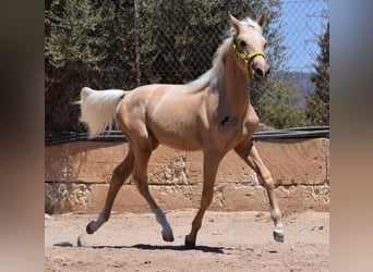 Azteca, Hengst, 1 Jaar, 158 cm, Palomino