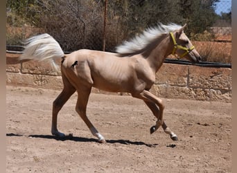 Azteca, Hengst, 1 Jaar, 158 cm, Palomino