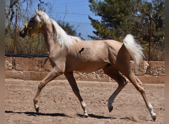 Azteca, Hengst, 1 Jaar, 158 cm, Palomino