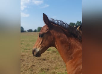 Azteca, Hengst, 1 Jaar, 160 cm, Bruin