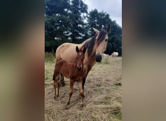 Azteca, Hengst, 1 Jaar, 160 cm, Bruin