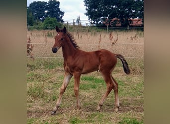 Azteca, Hengst, 1 Jaar, 160 cm, Bruin