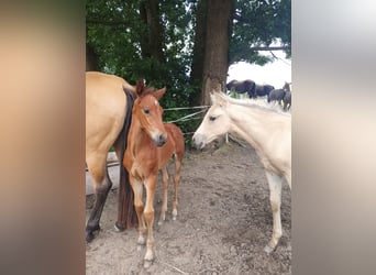 Azteca, Hengst, 1 Jaar, 160 cm, Bruin