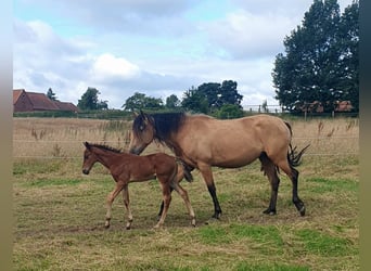 Azteca, Hengst, 1 Jaar, 160 cm, Bruin