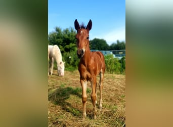 Azteca, Hengst, 1 Jaar, 160 cm, Bruin