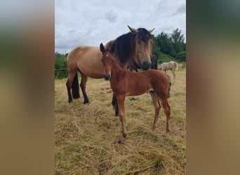 Azteca, Hengst, 1 Jaar, 160 cm, Bruin